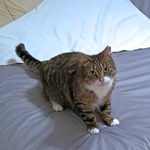 Protective Bed Cover for Pets