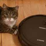 Deebot N79S keeps Kitty Cat company